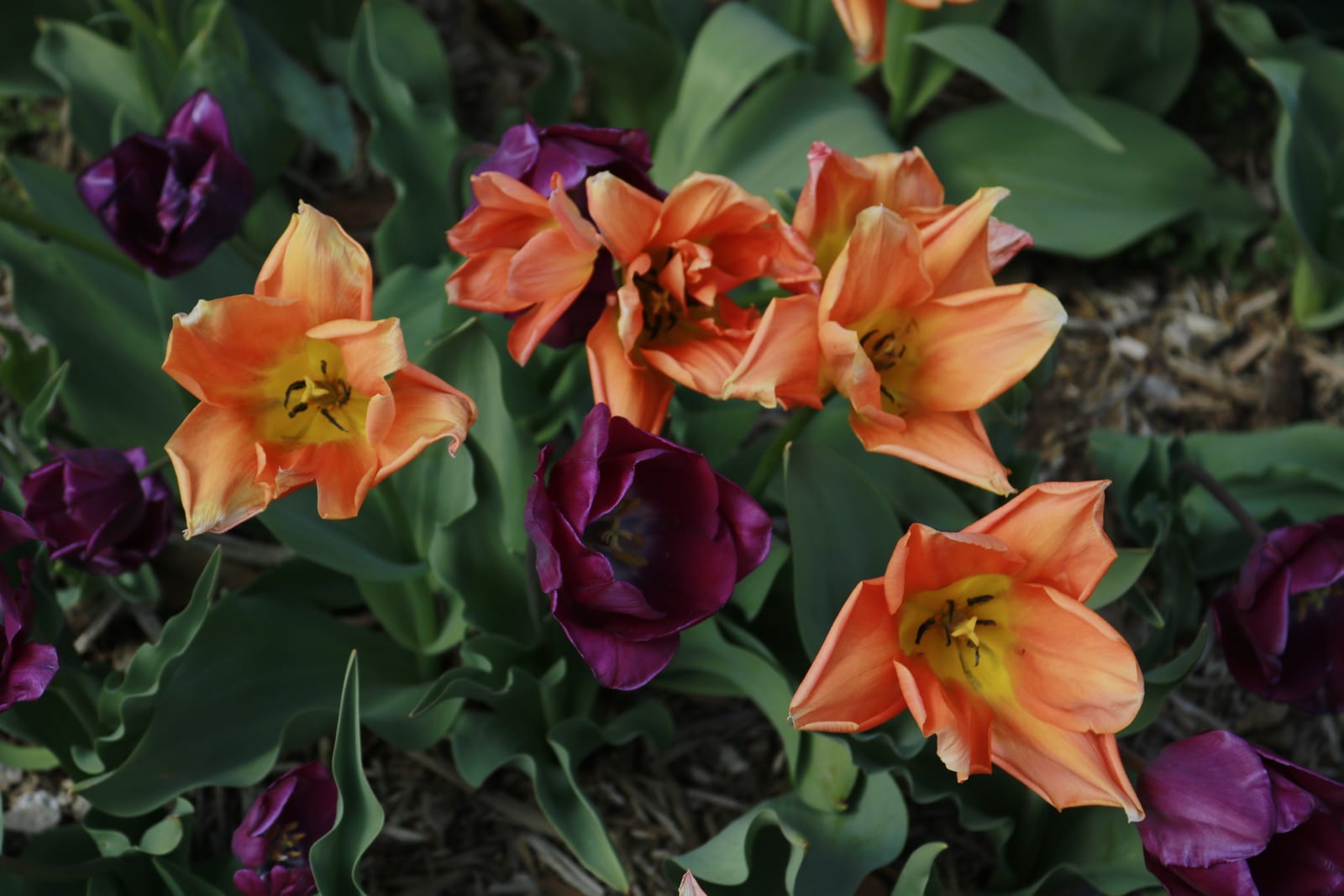 Tulips in South Park, Lawrence, Kansas.