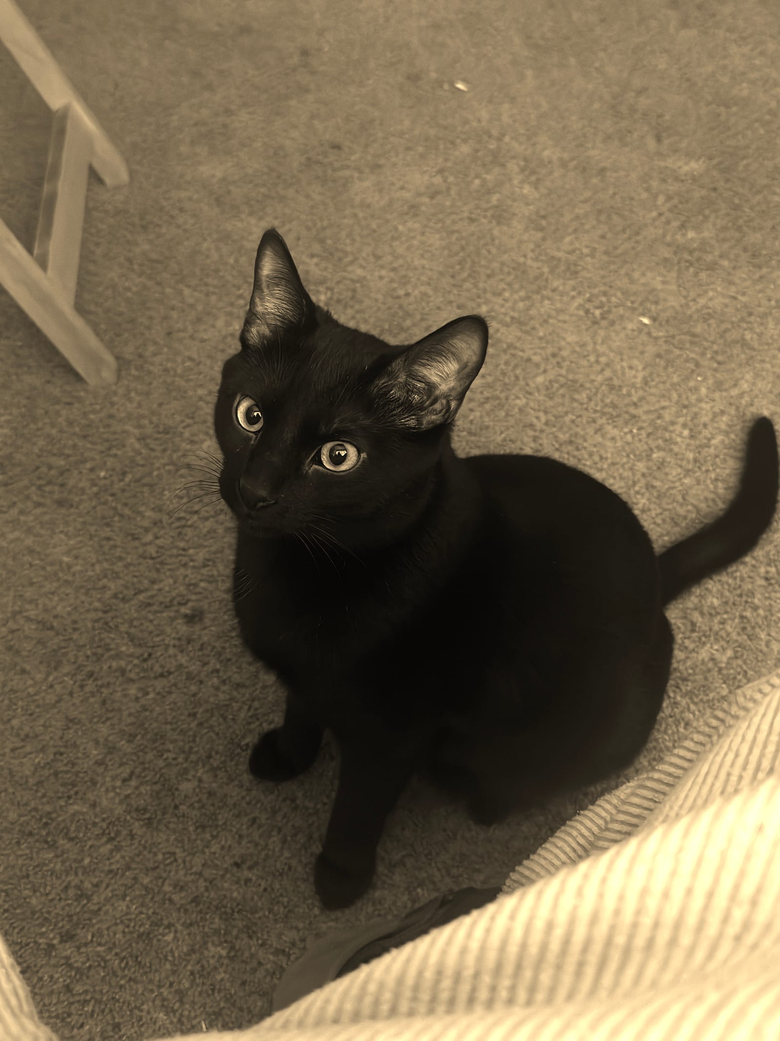 Meet Olive (aka Olivo for my Spanish-speaking companions)