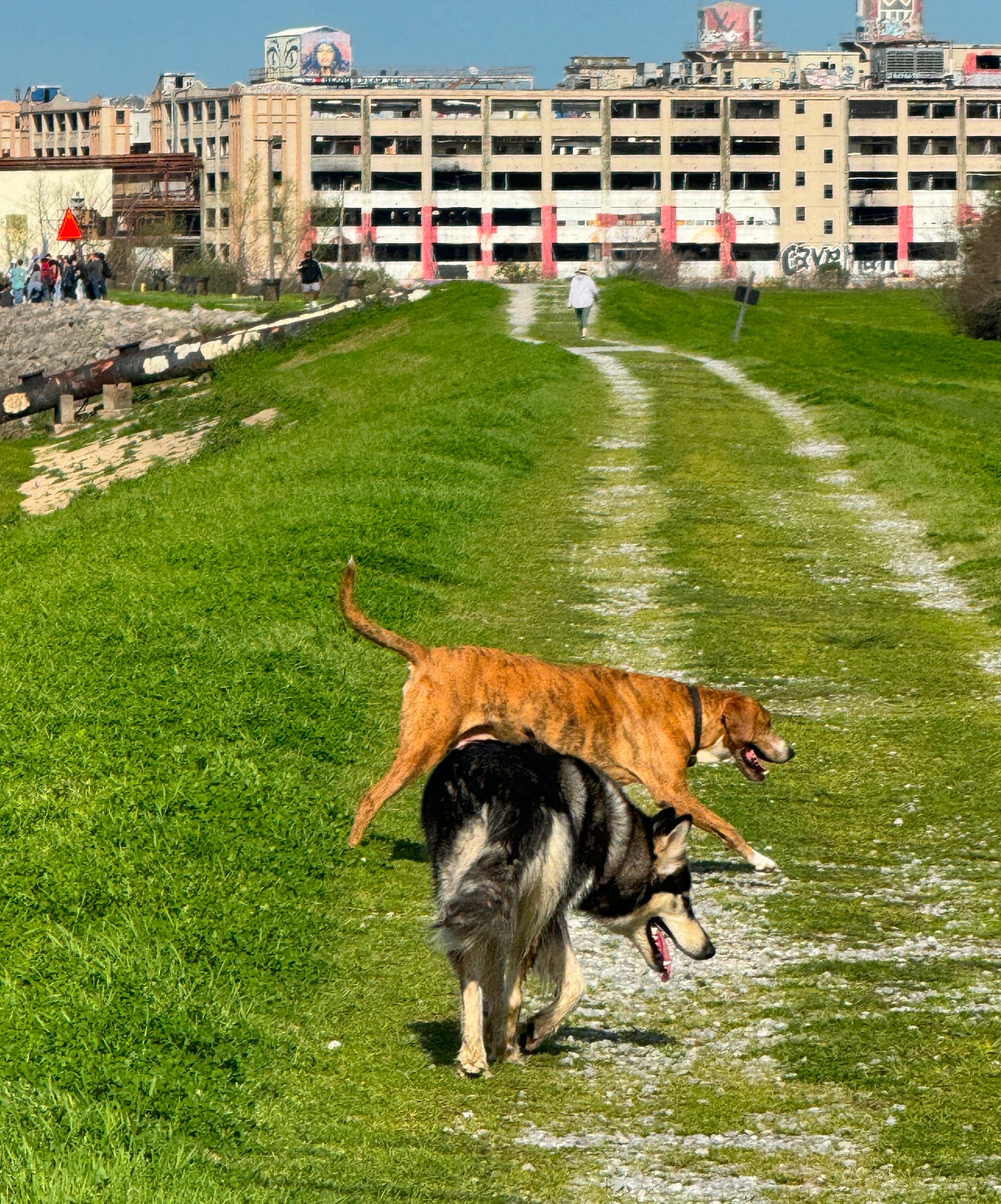 Dogs on a stroll – Holy Cross, Lower-Ninth Ward, New Orleans